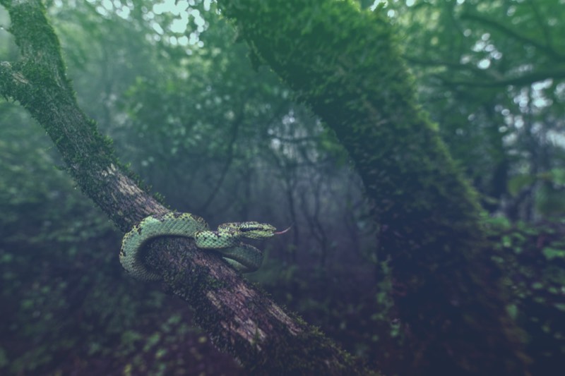 Bamboo Viper