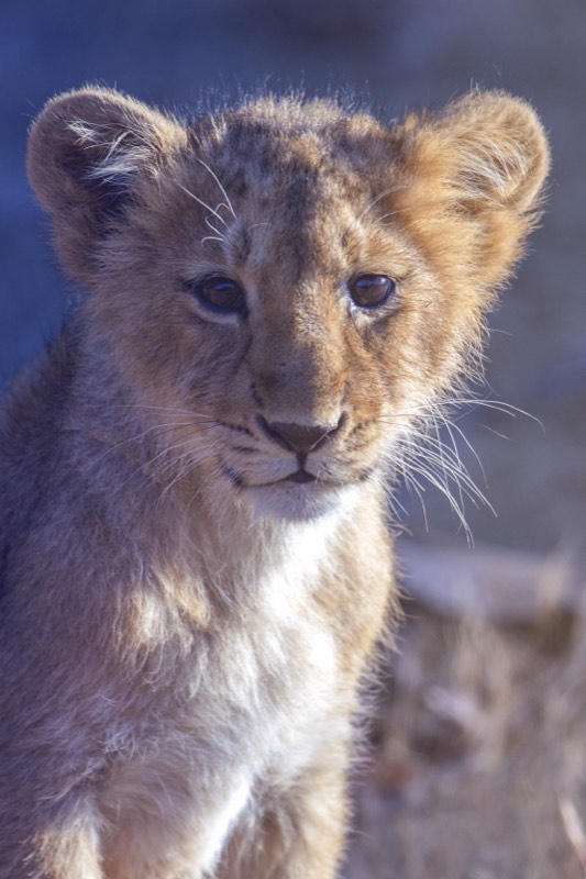Cub