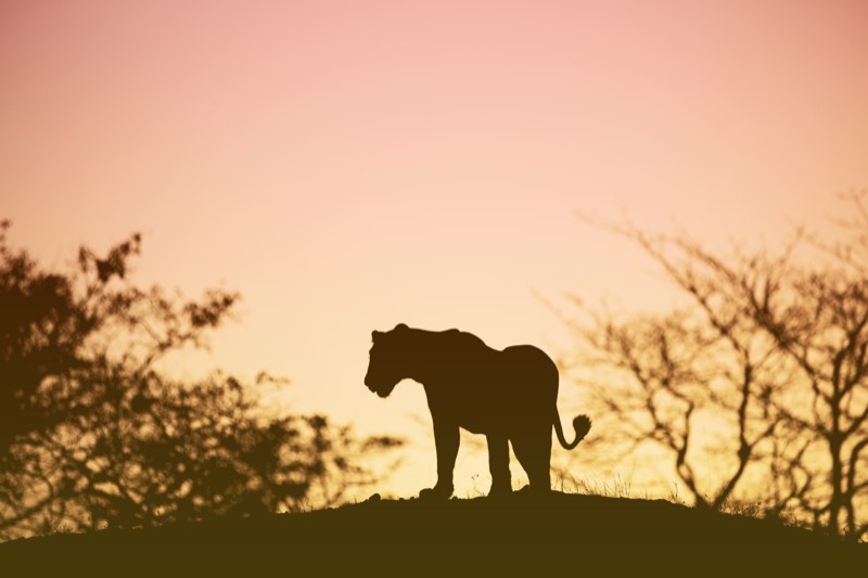 Lioness, Silhouette