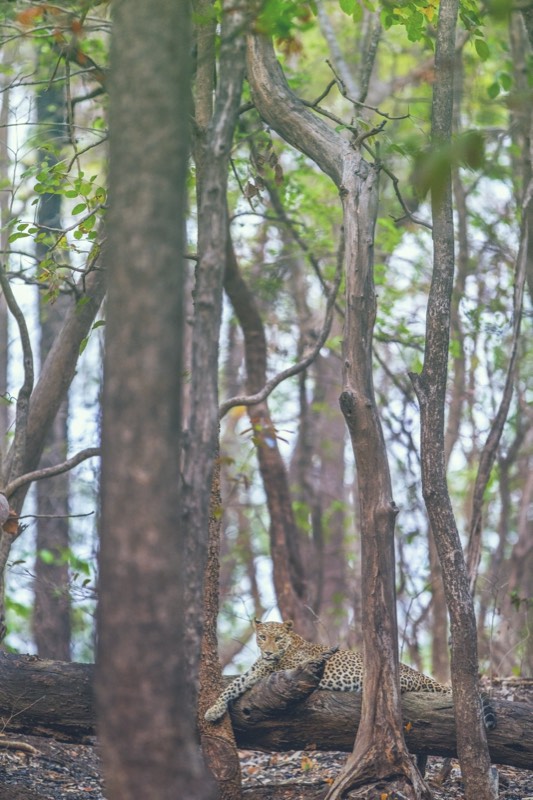 Dang Leopard