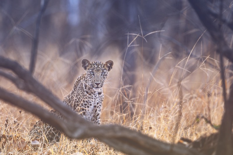 Leopard, Subadult