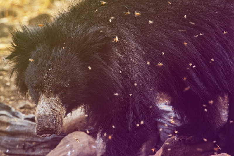 Sloth Bear