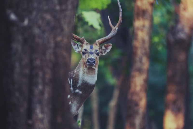 Deer, VNP