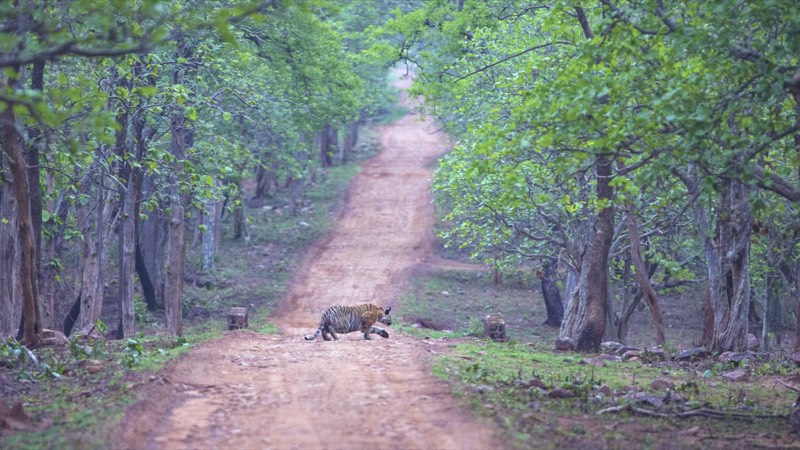 Tadoba